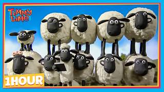 LET'S BUILD A SHEEP-BLOCK TOGETHER! 🐑 | Timmy & Friends