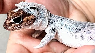 The Incredible Way Animals Shed Their Skin