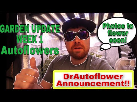 DrAutoflower Announcement And Garden Update Week 1 Autoflowers - Photos To Flower Soon