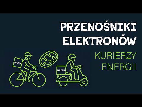 Metabolizm: przenośniki elektronów - NAD⁺/NADH, NADP⁺/NADPH, FAD/FADH₂