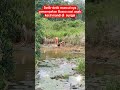 Ngeri Penampakan Buaya Saat Anak Anak Mandi Di Sungai Viral Shorts Crochet Buasir America India