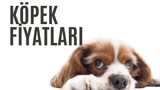Yavru Köpek Fiyatları Ne Kadar? Köpek Almak İstiyorum Ne Kadar Bütçe A