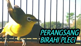 Download lagu suara pleci perangsang birahi agar pleci buka paruh. mp3 Download lagu suara pleci perangsang birahi agar pleci buka paruh. mp3
