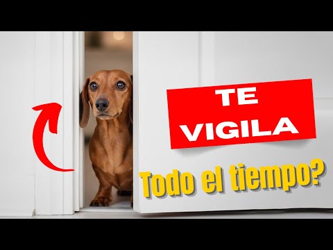 ¿Por qué tu perro te vigila todo el tiempo? ➡️ ¡La ciencia lo explica! 🐾