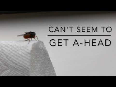 A headless fly can survive