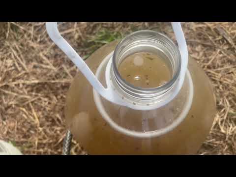 Does Neem oil works???