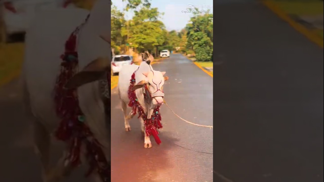 Mashallah ❤️#shorts #foryou #viral #youtubeshorts