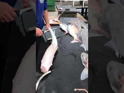 Salty Dog Technique - Cleaning & Filleting Gummy Shark