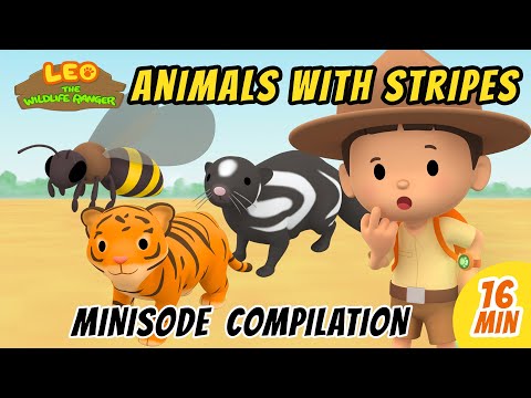 Animals with Stripes Minisode Compilation - Leo the Wildlife Ranger | Animation | For Kids