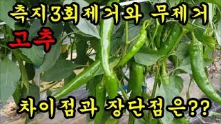 고추농사 고추곁순제거한것과 제거하지않은것의 차이점을 이야기 해보았습니다   Pepper farming