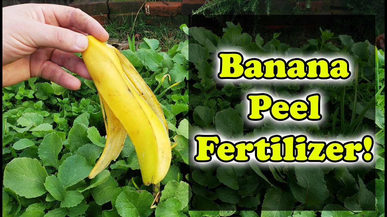 Unlocking Organic Nutrients From Banana Peels – Three Easy Ways, Beauty Vigour