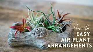 Air Plant Display Ideas | Tillandsia Gardening Tips | Indoor Gardening 🌱