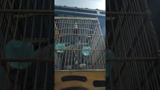 Download lagu koak kaok asli lombok mp3