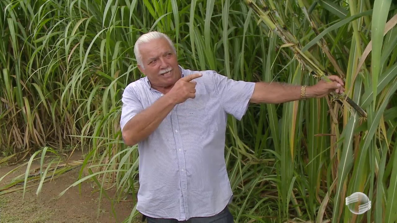 Capim gigante chega ao Piauí para revolucionar a pecuária