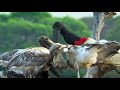 Brazilian Flamingo Wildest Latin America
