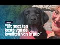 Puppy kopen in coronatijd? Niet doen! | RTV Oost
