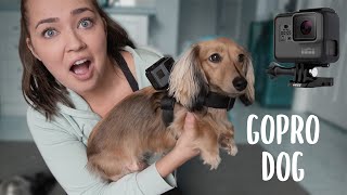PUTTING A GOPRO CAMERA ON MY MINI DACHSHUND