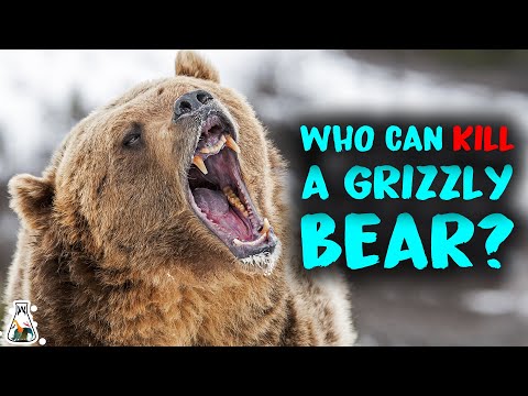 6 Animals That Could Defeat A Grizzly Bear