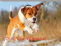Doggy Style Song Lyrics WhatsApp Status