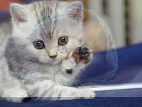 Cute Lovely Cats.....for everybody