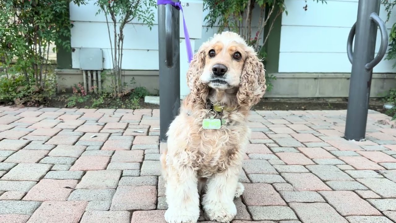 Enlarge Shaggy, a ADOPTABLE Cocker Spaniel in South San Francisco, CA video 6/6