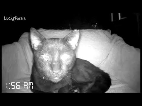 What Does A Feral Cat Do At Night? How Much Does A Feral Cat Sleep? Cat Caught On Camera