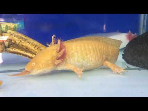 Khủng Long Sáu Sừng