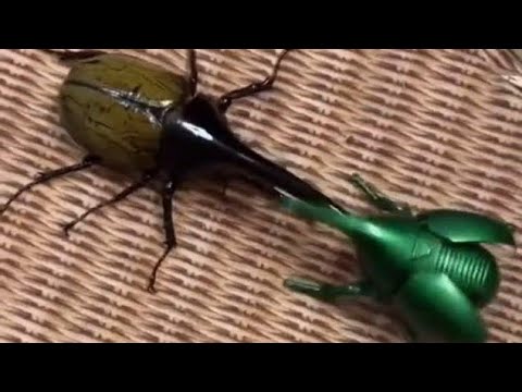 Hercules Beetle🐞- 1 VS 5 -कौन जीतेगा who is gonna win?😱😎#shorts #amazing #facts #insects #beetles