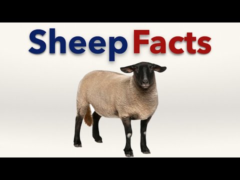 , title : 'Facts about Sheep'