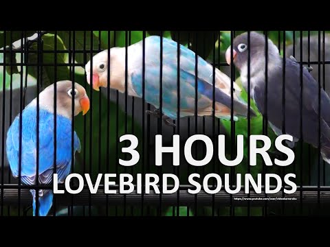 3 Hours of Lovebird Sounds  - Mauve Personata, Pastel Violet Fischeri & Blue Fischer
