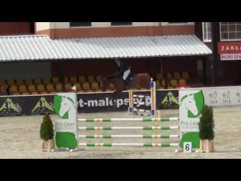 Zanzibar (Action Breaker x Zavall) 2022/04/20 ZR Olsza- 105 cm I SPRZEDANY/SOLD