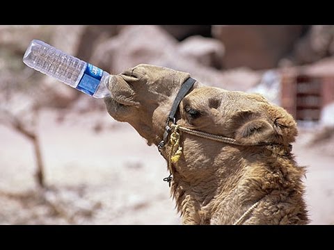 Hebrew Letters; Mem מ: Quenching one's Thirst