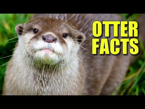 North American River Otter Facts: the NORTHERN OTTER 🦦