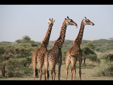 Giraffes: Towers of Graceful Giants