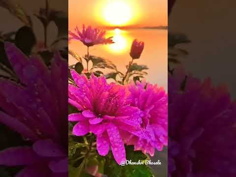 beautiful flower #shorts