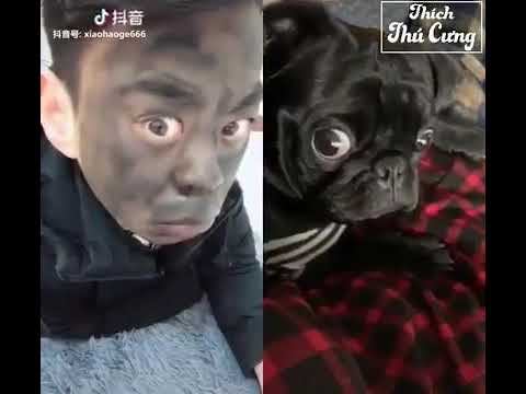 Man do the same dog videos   funny tiktok video