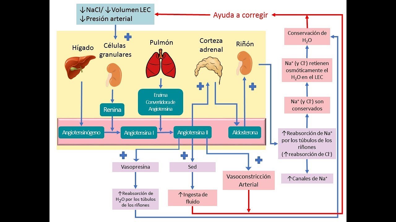 Sistema Renina Angiotensina Aldosterona