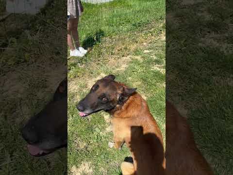 Et vous vos voisins supporte les aboiements ? 🐕😭 #redog #pourtoi #malinois