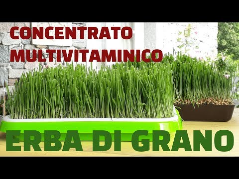, title : 'Come ottenere dall'erba di grano un concentrato multivitaminico (wheat grass)'