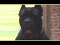 Cane Corso Italiano - CANE CORSO ITALIANO trailer documentario (Seconda Edizione)