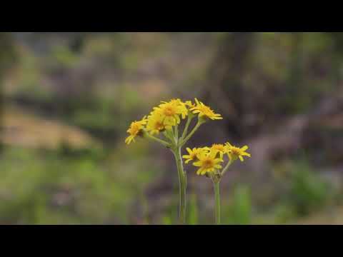 Karaoke Lagu Asyiknya Puasa. Ciptaan Wawan S.