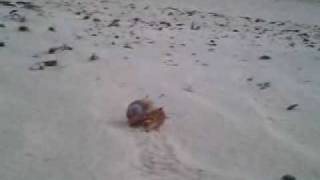 preview picture of video 'Punta Cana 04 - hermit crab'