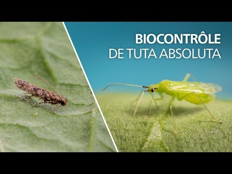 Biocontrôle de Tuta absoluta avec Macrolophus pygmaeus
