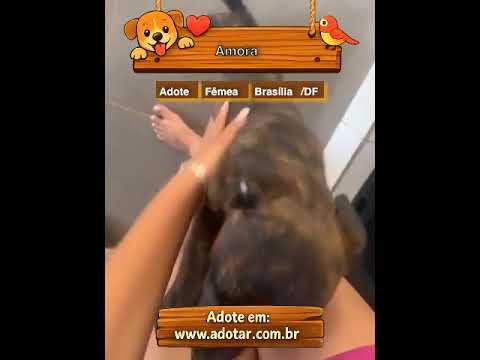 Vídeo de Amora