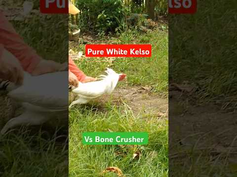 Pure White Kelso vs Bone Crusher