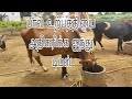 பால் உற்பத்தியை அதிகரிக்க ஐந்து டிப்