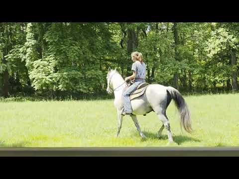Smokey gray Tennessee Walking gelding for sale in Kentucky