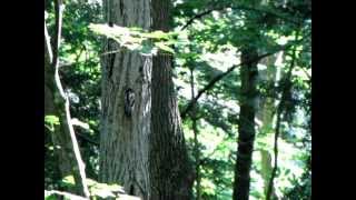 preview picture of video 'Yellow-bellied Sapsucker Family'