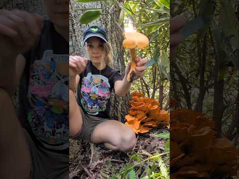quelqu'un devrait déménager en Caroline du Nord avec moi 🍄❤️#mycologie #champignons #chasseurdech...