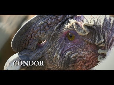 Condor | New banknote family: Native animals of Argentina